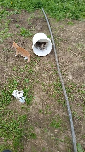 котята 2