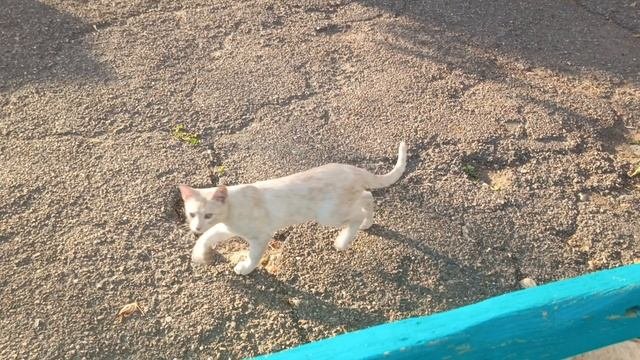 Просто прелесть кошачья🐈Беззаботный сон малышочка🤗