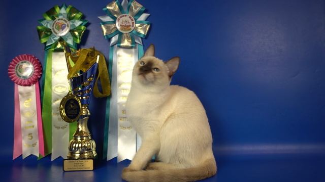 Тайская кошечка Honey Gamlet, 5 месяцев, шоколад-пойнт, победитель на выставке кошек 10.08.2025