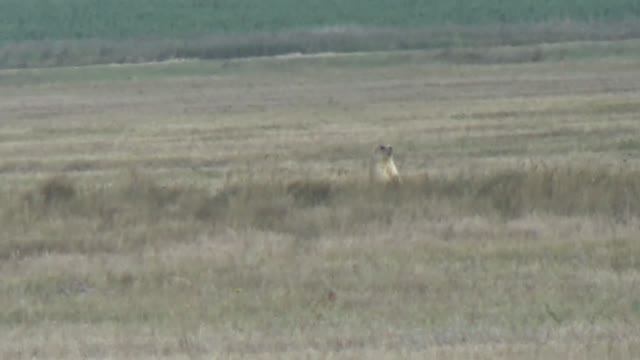 Степной трофей: Идеальный дальний выстрел. Охота на сурка 2025. Костанайская область.