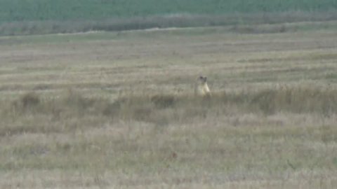 Степной трофей: Идеальный дальний выстрел. Охота на сурка 2025. Костанайская область.