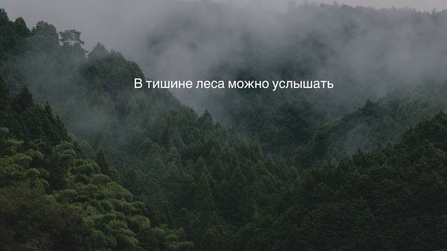 видео с цитатой