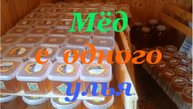 Сколько мёда даёт на северо-западе один улей
