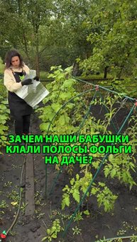 Зачем наши бабушки клали полосы фольги на даче