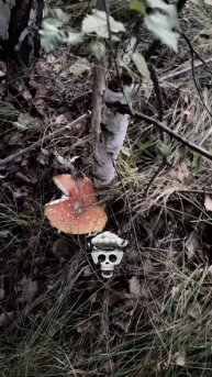 Красный я пошли! #грибы