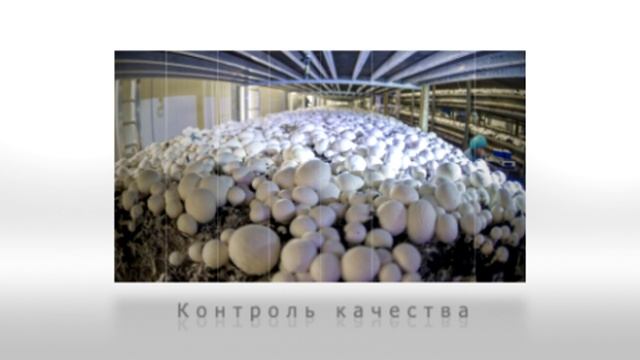 Грибная корона слайд