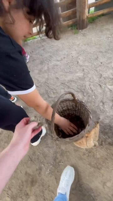 Северных оленей я тоже люблю как и рыб) #олень #природа #shorts #deer #north #nature