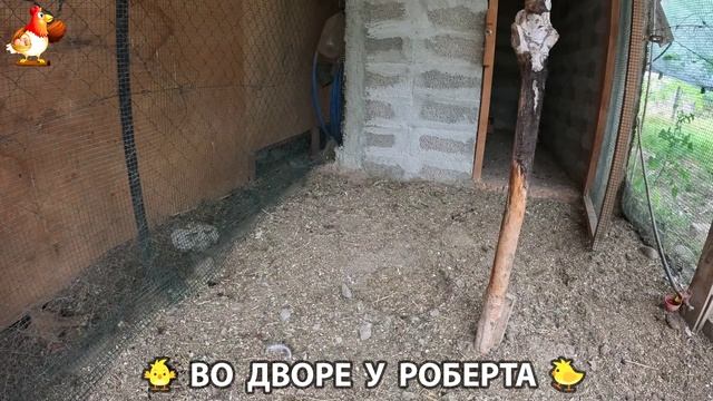 Содержание кур в домашних условиях и других птиц во дворе у Роберта 🐣🐤🦆🐔🪿🦃 (150)
