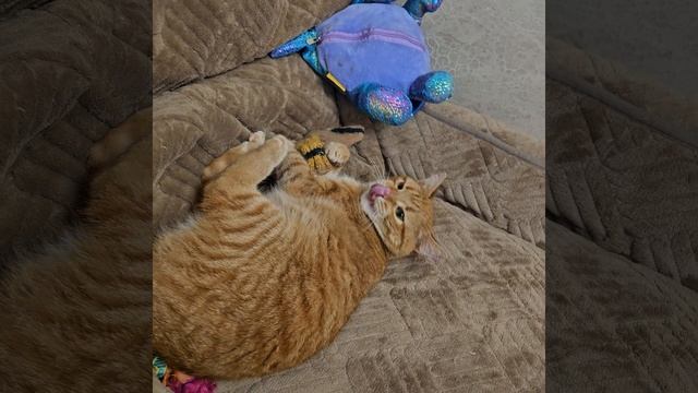 Любимая игрушка кота