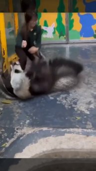 🦡 Адреналиновые обнимашки