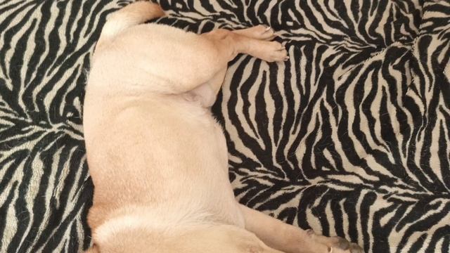 Хорошо валяться на хозяйском диване😅 #шарпей #человек_собаке_друг