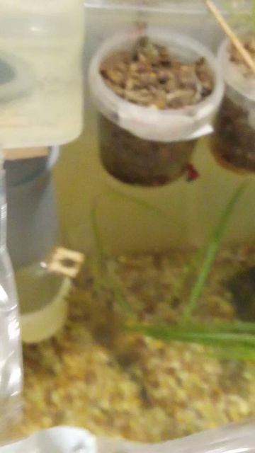 Улитка ампулярия.