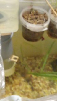 Улитка ампулярия.