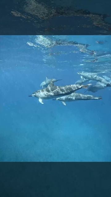 на Маврикий🐋🐟