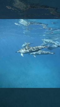 на Маврикий🐋🐟