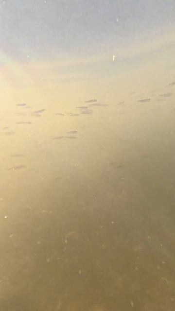 Весенняя активация малька в Ленобласти