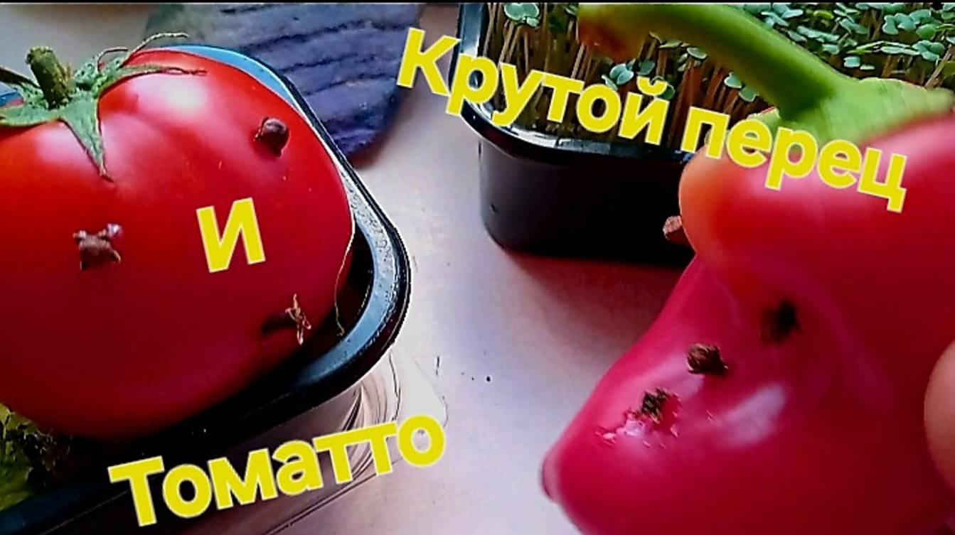 Крутой 🌶 🔥Перец и Томатто 🍅#сезонконтентаRUTUBE.mp4