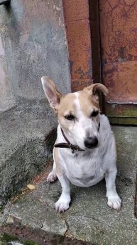 Самый честный комплимент – это когда тебя обнюхают с ног до головы и всё равно рады видеть.😉 🐾