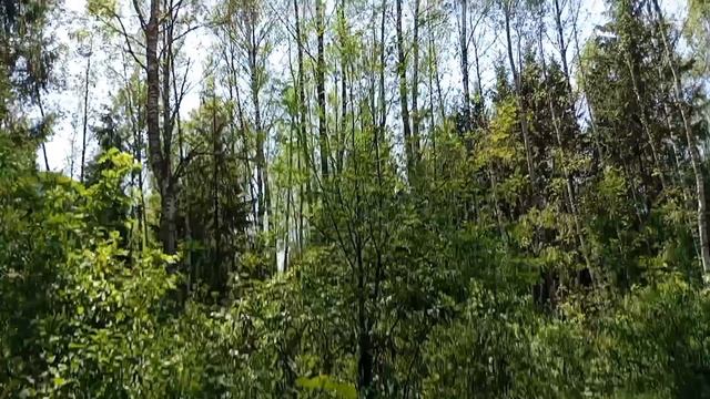 Неудачная прогулка за черникой