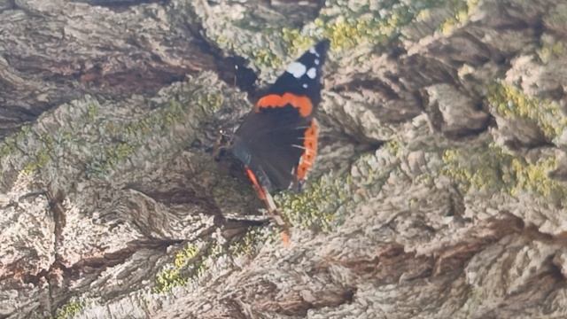 Бабочки🦋🦋🦋