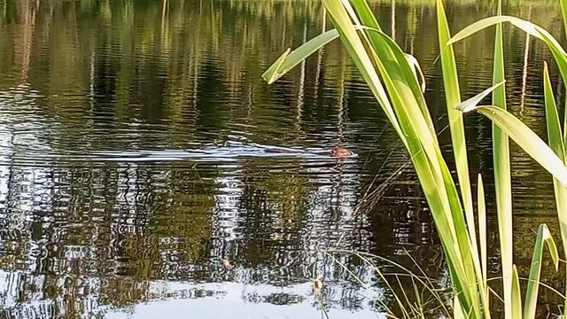 Бобр на  лесном озере.