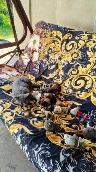 Доброе мяу 😸 утро 👋, привет 👋 Вам всем от котика 🐈, хорошего дня и веселого настроения 😊👌👐👍