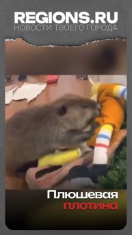 Плюшевая плотина