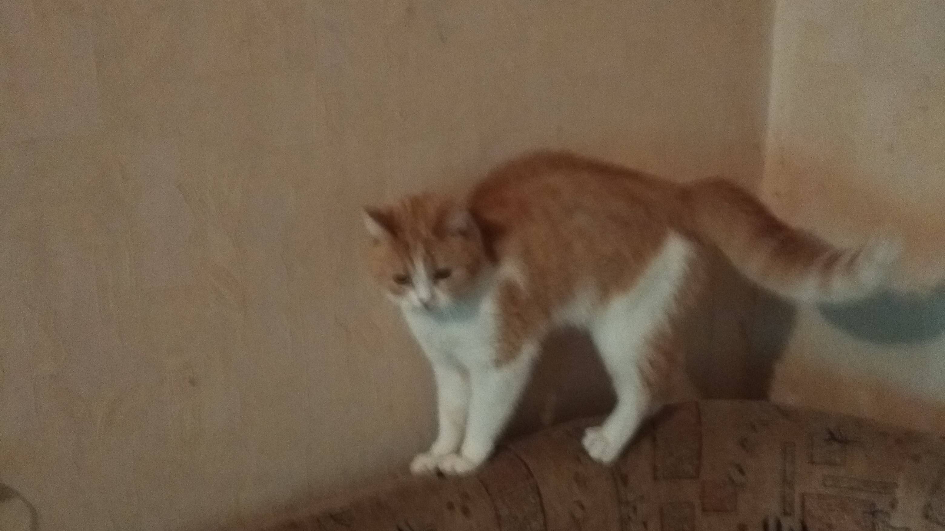 Попутку поймал