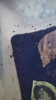 VID_20250818_062054.mp4