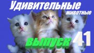 Удивительные животные выпуск 41 #юмор