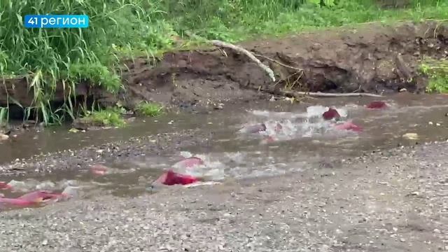 НЕРКА ЗАШЛА НА НЕРЕСТ В РЕКУ ХАКЫЦИН, ВПАДАЮЩУЮ В КУРИЛЬСКОЕ ОЗЕРО • БЕЗ КОММЕНТАРИЕВ