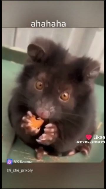 задний план 😂🤣😂🤣😂🤣😂