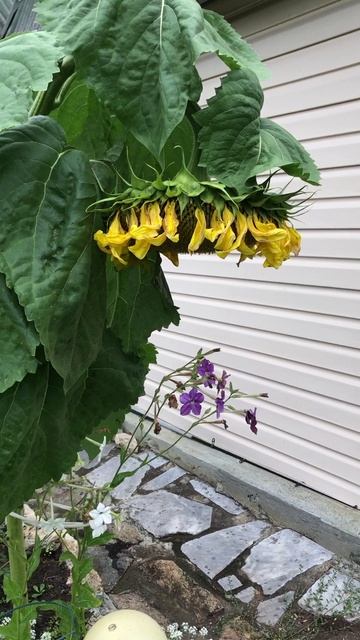 Желтая роза - эмблема богатства