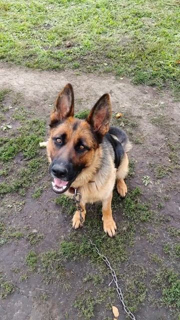 Привет 👋 вам всем от песика 🐕 , хорошего отдыха и отличного настроения 😊👐👍👋