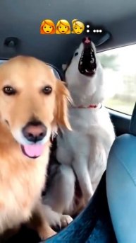 Ну хоть не Лепса поют 😁.mp4