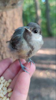 Птичке некуда спешить