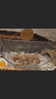 Как хомяк бегает в замедленной съёмке, а? 🐹💨 #Хомяк #Видео #Скорость