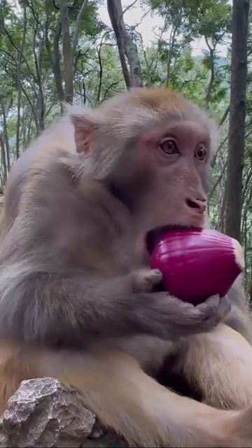 Братья наши меньшие 🤣