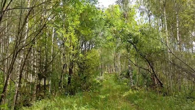 кругом борщевик