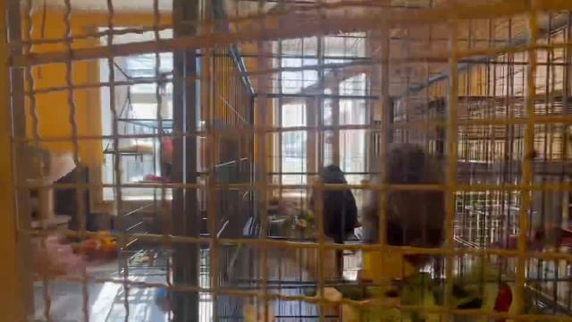 У мамы Лиды прибавилось молочко, Анфиса стала наедаться и мы перестали ее забирать подкармливать)))