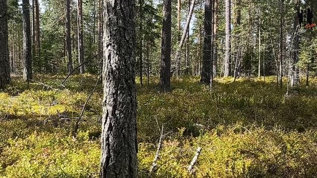 прогулка по лесу