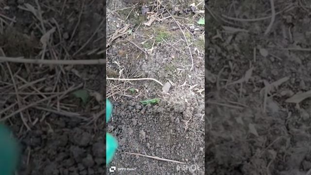 Рождённый в СССР