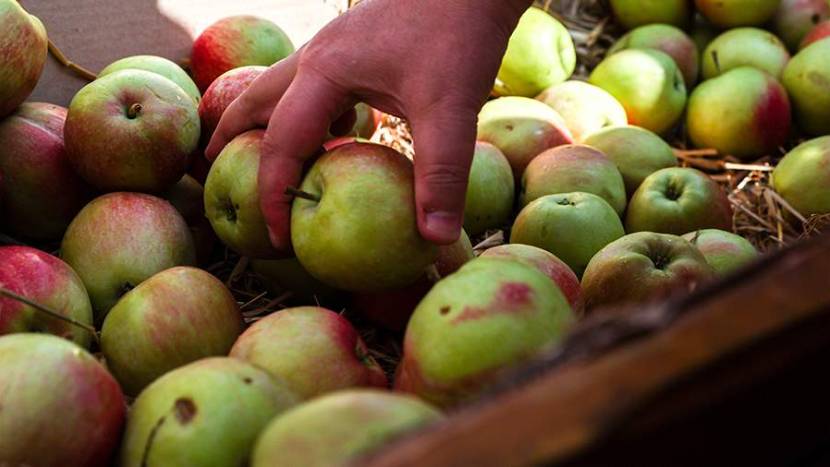 50+ Открытки с Яблочным Спасом и Преображением Господним