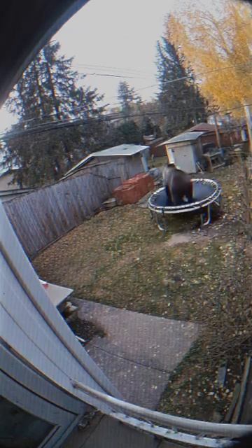 Медведь сломал батут,но это не точно...