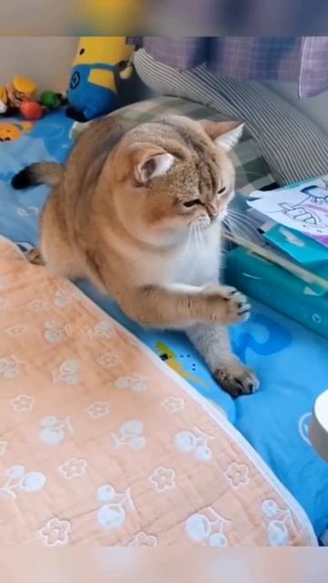 Only good vibes! 🤣Which one do you prefer.mp4