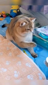 Only good vibes! 🤣Which one do you prefer.mp4