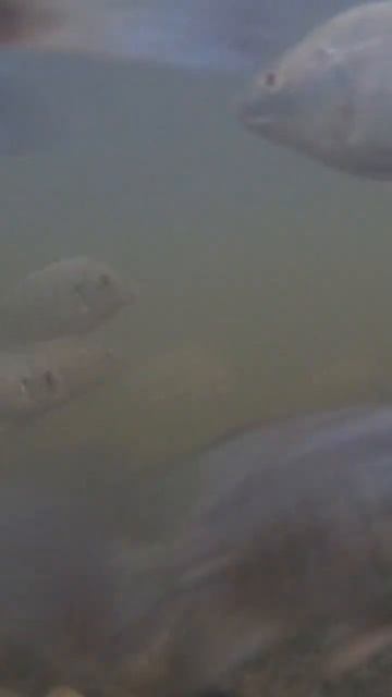 Немного диких собак Удомли в ленту. ТИЛЯПИЯ. #рыбалка #fish #fishing #nature #спиннинг #хобби