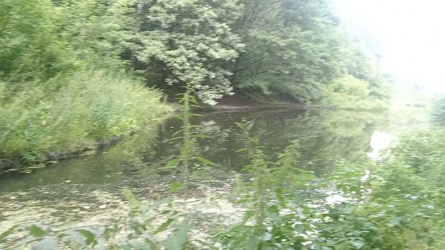 2025-08-01 Пятый Путяевский пруд