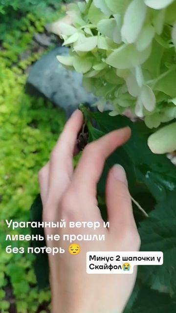 Так тоже бывает 😔 #гортензия #гортензия #гортензияметельчатая #нижнийновгород
