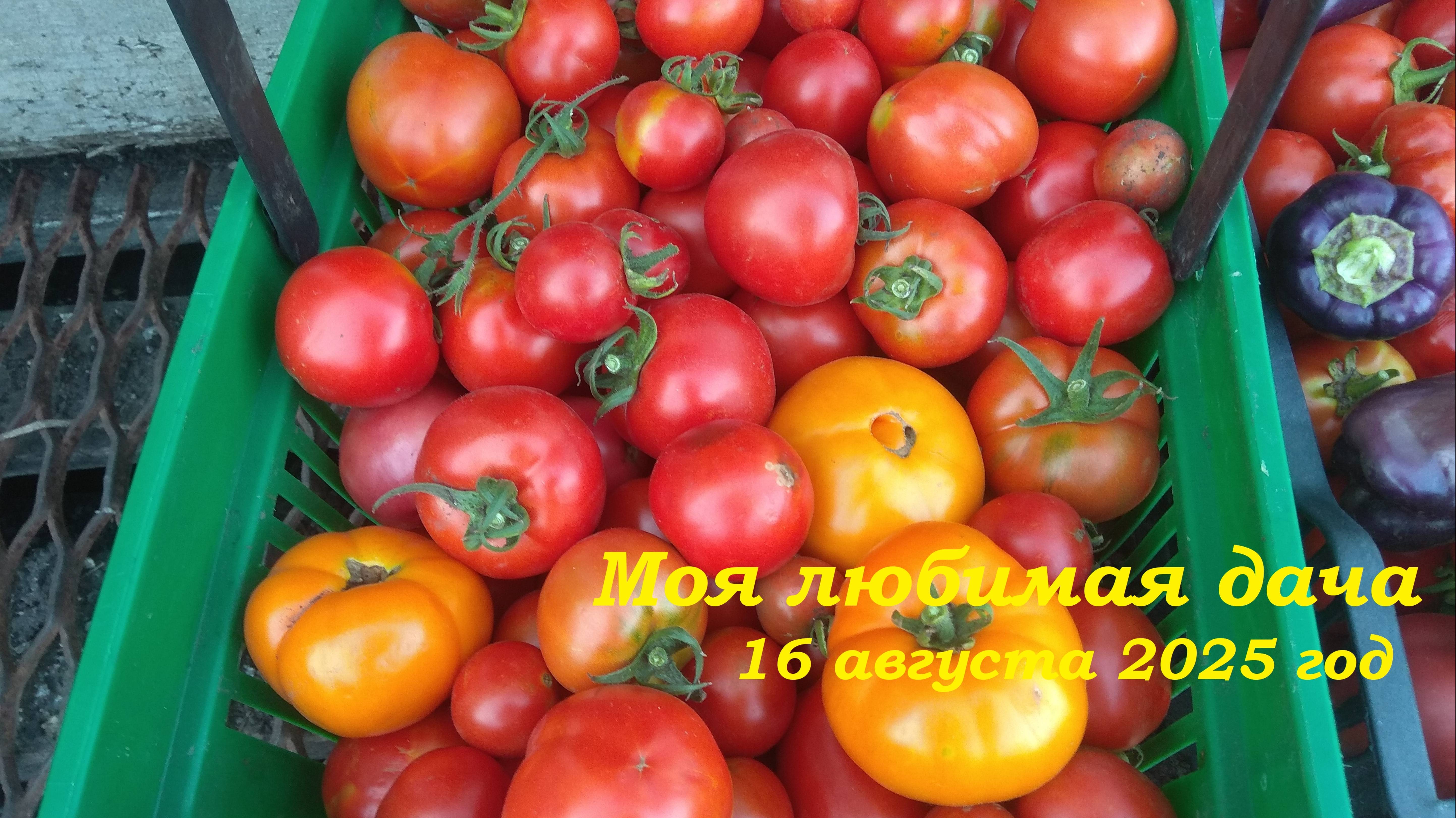 16.08.2025 _ Моя любимая дача